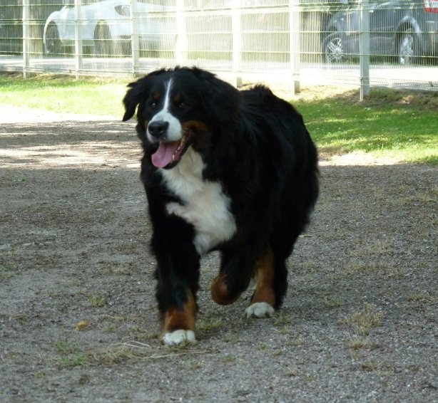 Happy Van de klaverhoeve - Cacs