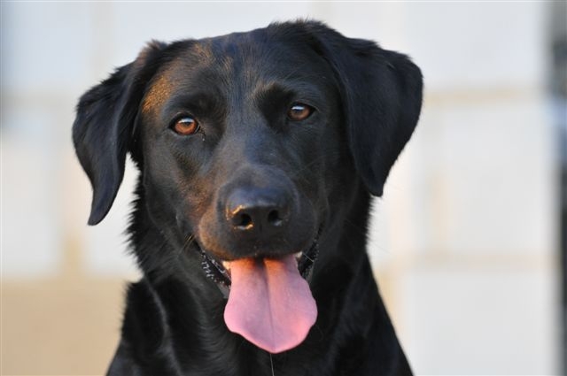 Publication : du Domaine de la Vallée de l'Andelle Auteur : RH