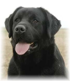 Publication : du Domaine de la Vallée de l'Andelle Auteur : C. Nanglard