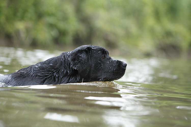 Publication : du Domaine de la Vallée de l'Andelle Auteur : C. Nanglard