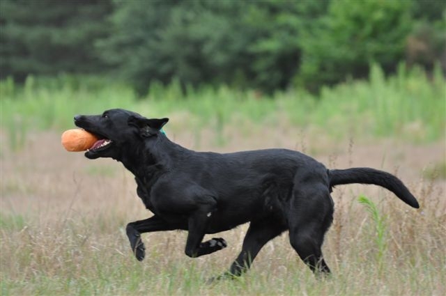 Publication : du Domaine de la Vallée de l'Andelle Auteur : RH