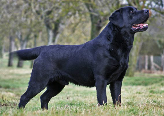 Publication : du Domaine de la Vallée de l'Andelle Auteur : C. Nanglard