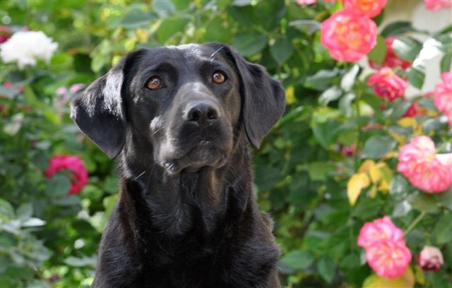 Publication : du Domaine de la Vallée de l'Andelle Auteur : RH