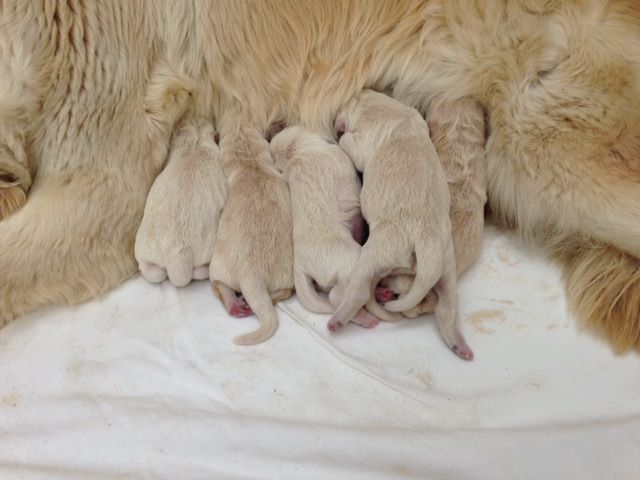 CHIOT - Golden Retriever