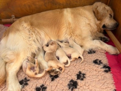 Les chiots de Golden Retriever