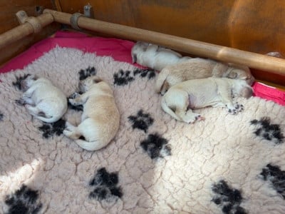 Les chiots de Golden Retriever