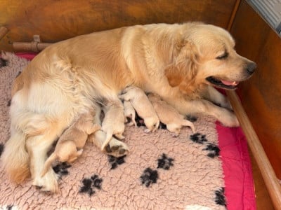 Les chiots de Golden Retriever