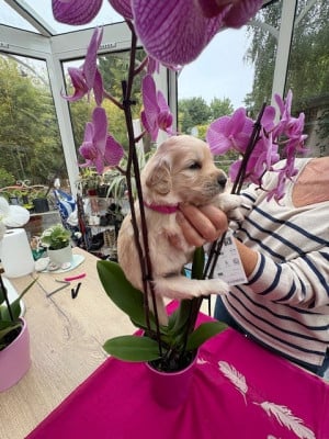 Les chiots de Golden Retriever