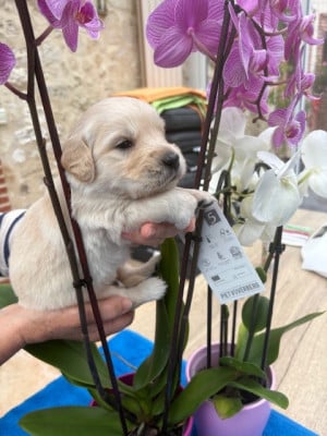 Les chiots de Golden Retriever