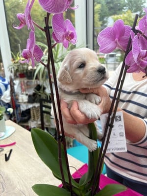 Les chiots de Golden Retriever