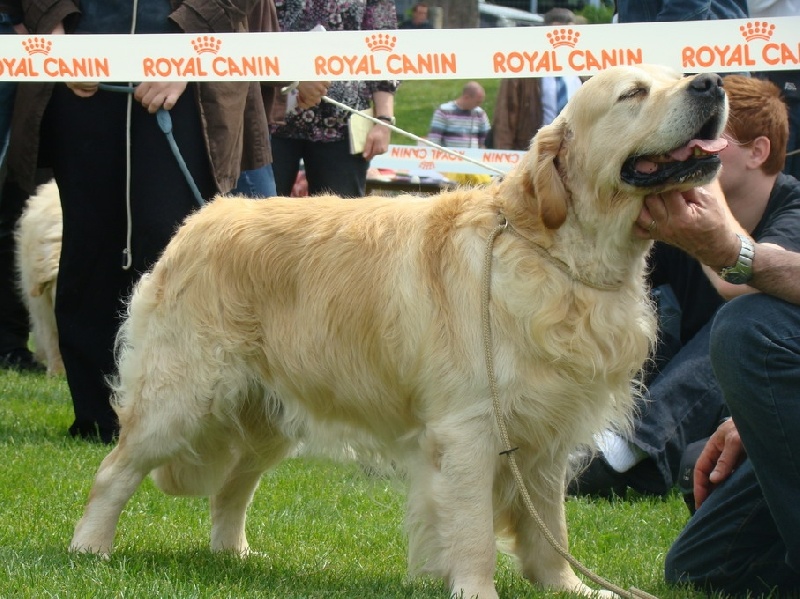 Volcan de l'Abbaye de Jumieges - 1er EXCELLENT RCACS CLASSE OUVERTE