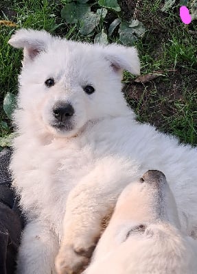 Les chiots de Berger Blanc Suisse