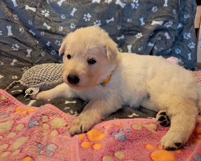 Les chiots de Berger Blanc Suisse