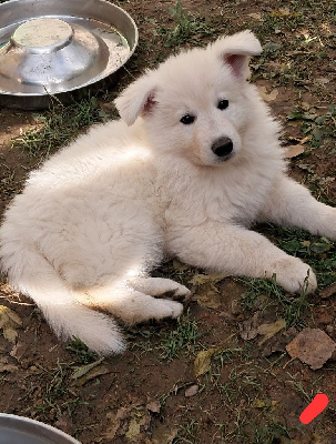 Les chiots de Berger Blanc Suisse