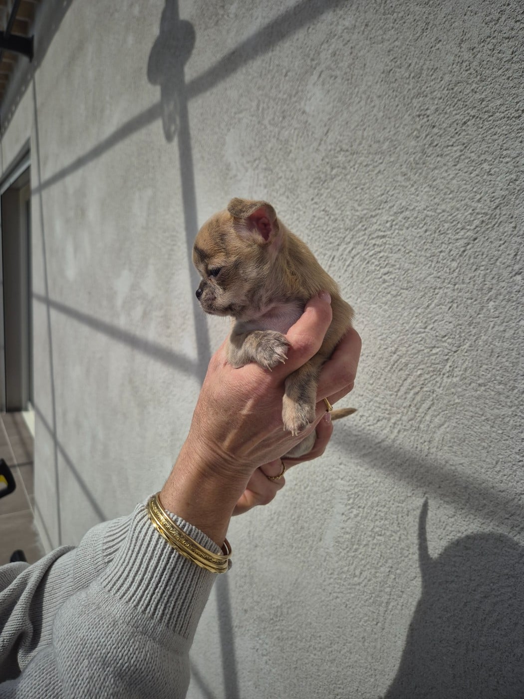 Brindle bloom de la vallée d'Uria