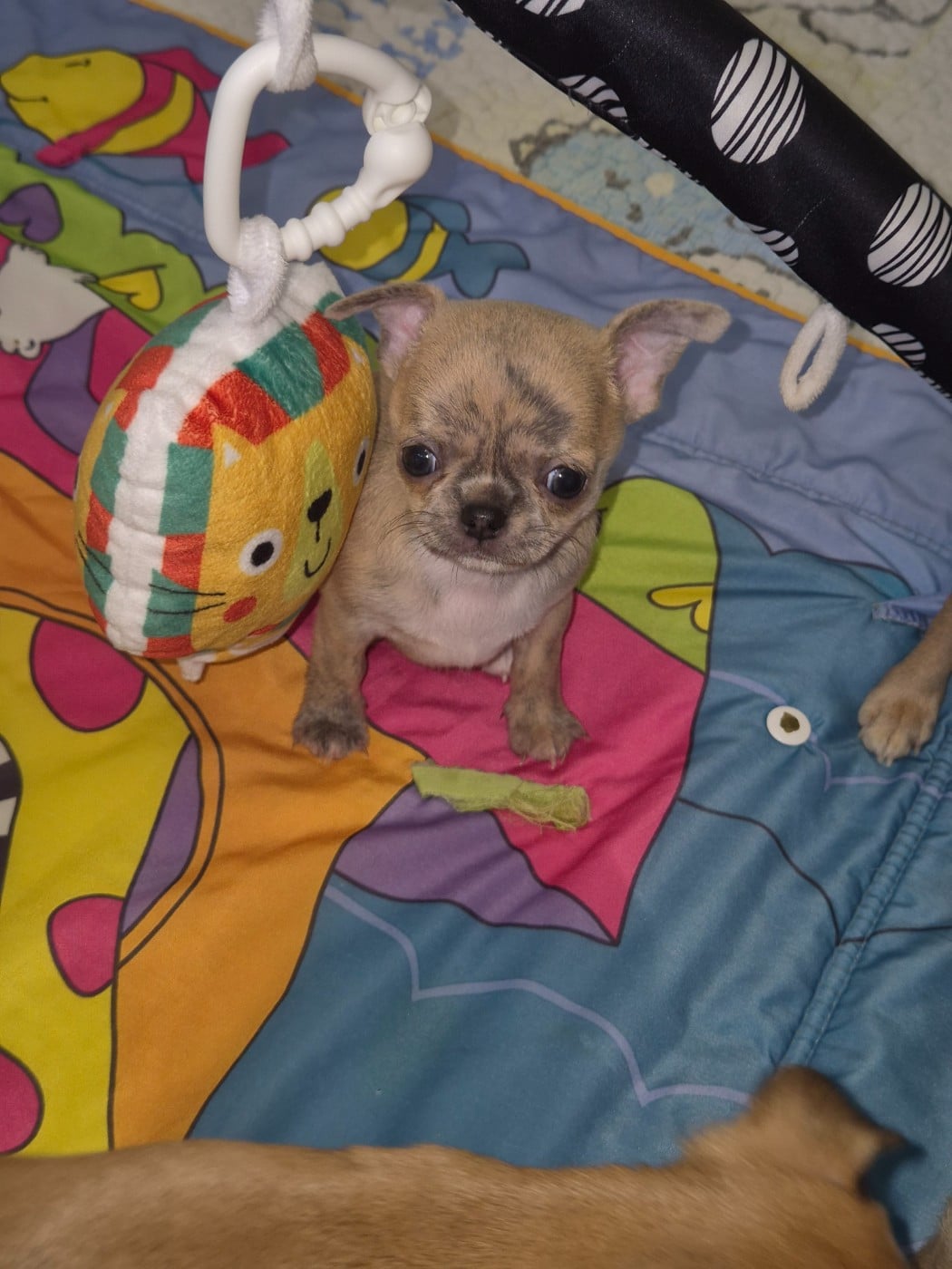 Brindle bloom de la vallée d'Uria