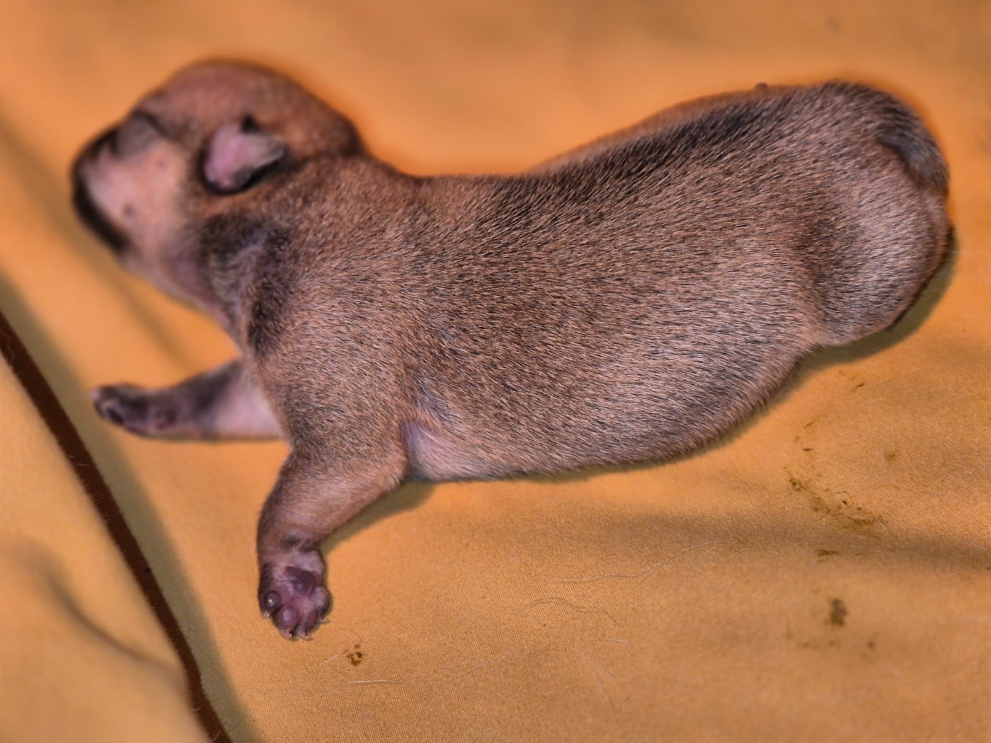 CHIOT 1 - Chihuahua