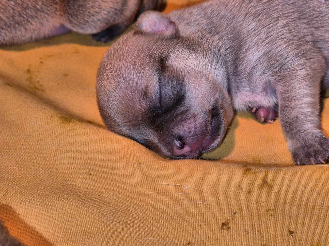 CHIOT 2 - Chihuahua