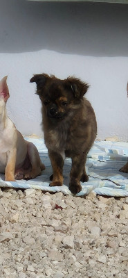 Les chiots de Chihuahua