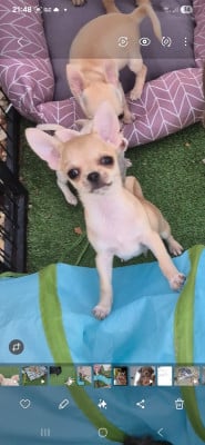 Les chiots de Chihuahua