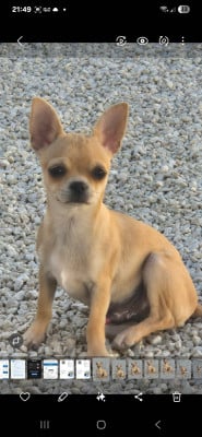 Les chiots de Chihuahua