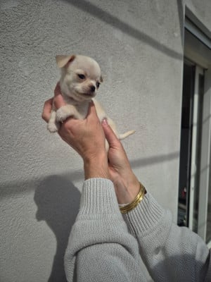 Les chiots de Chihuahua