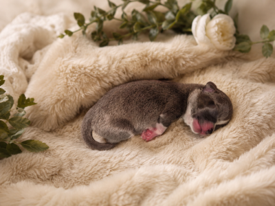 Les chiots de Chihuahua