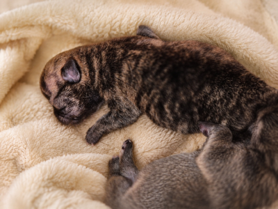 Les chiots de Chihuahua