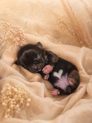 Les chiots de Chihuahua