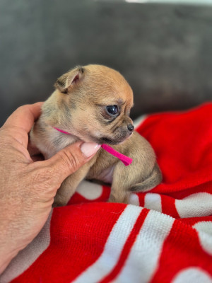Les chiots de Chihuahua