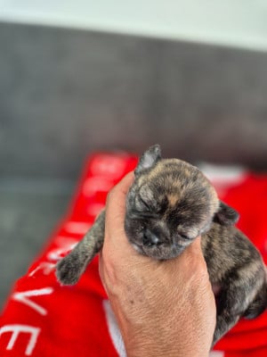 Les chiots de Chihuahua