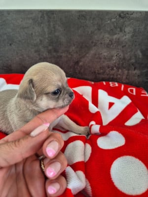 Les chiots de Chihuahua