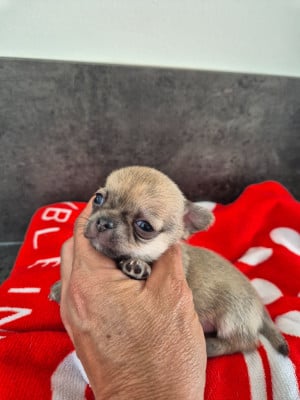 Les chiots de Chihuahua