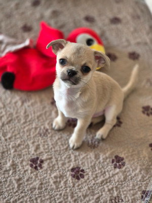 Les chiots de Chihuahua