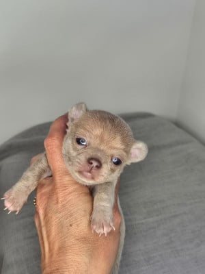 Chihuahua