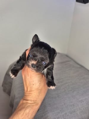 B.... - Chihuahua