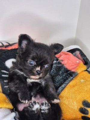 Les chiots de Chihuahua