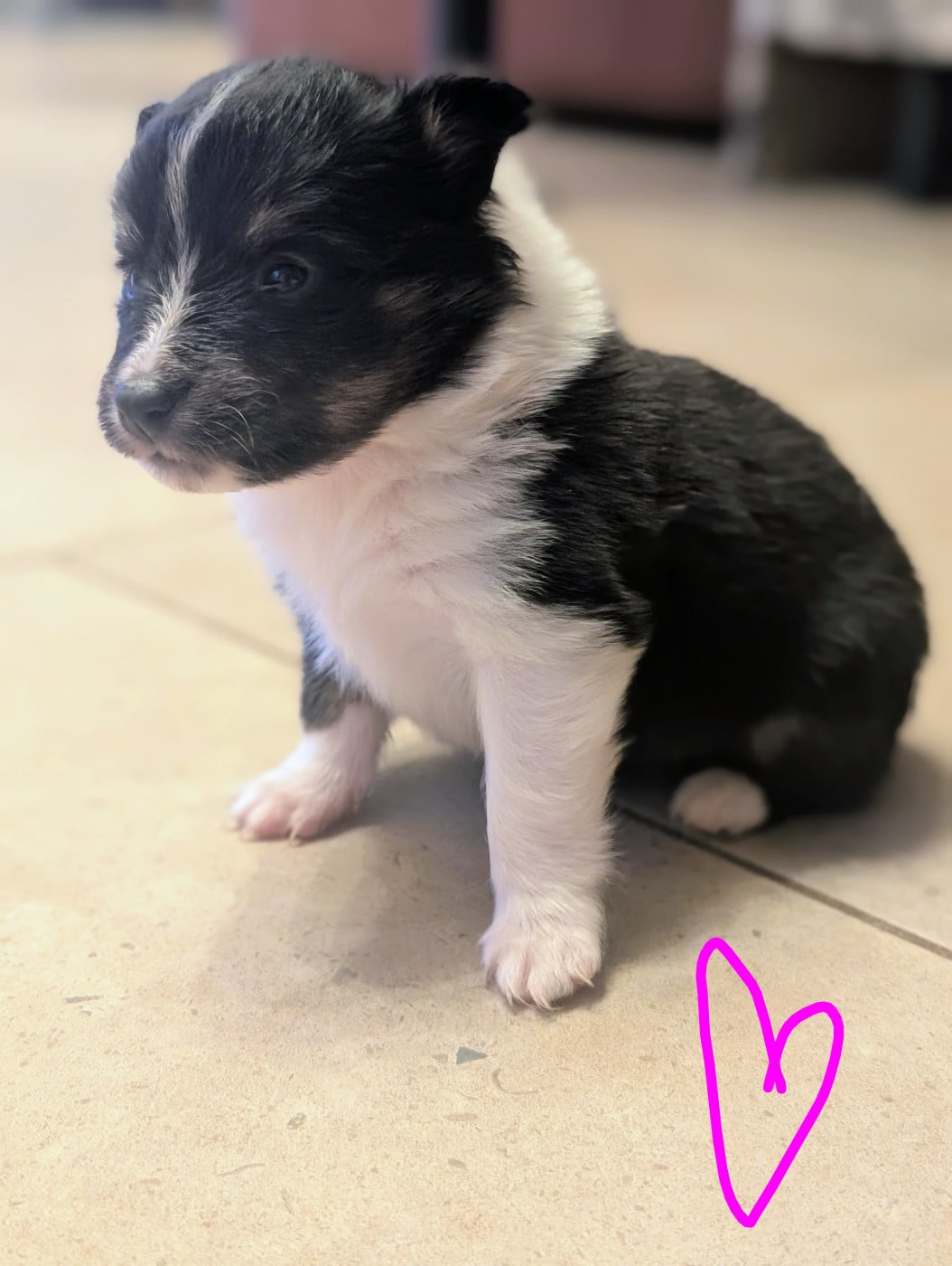 Chiot N°5 - Shetland Sheepdog