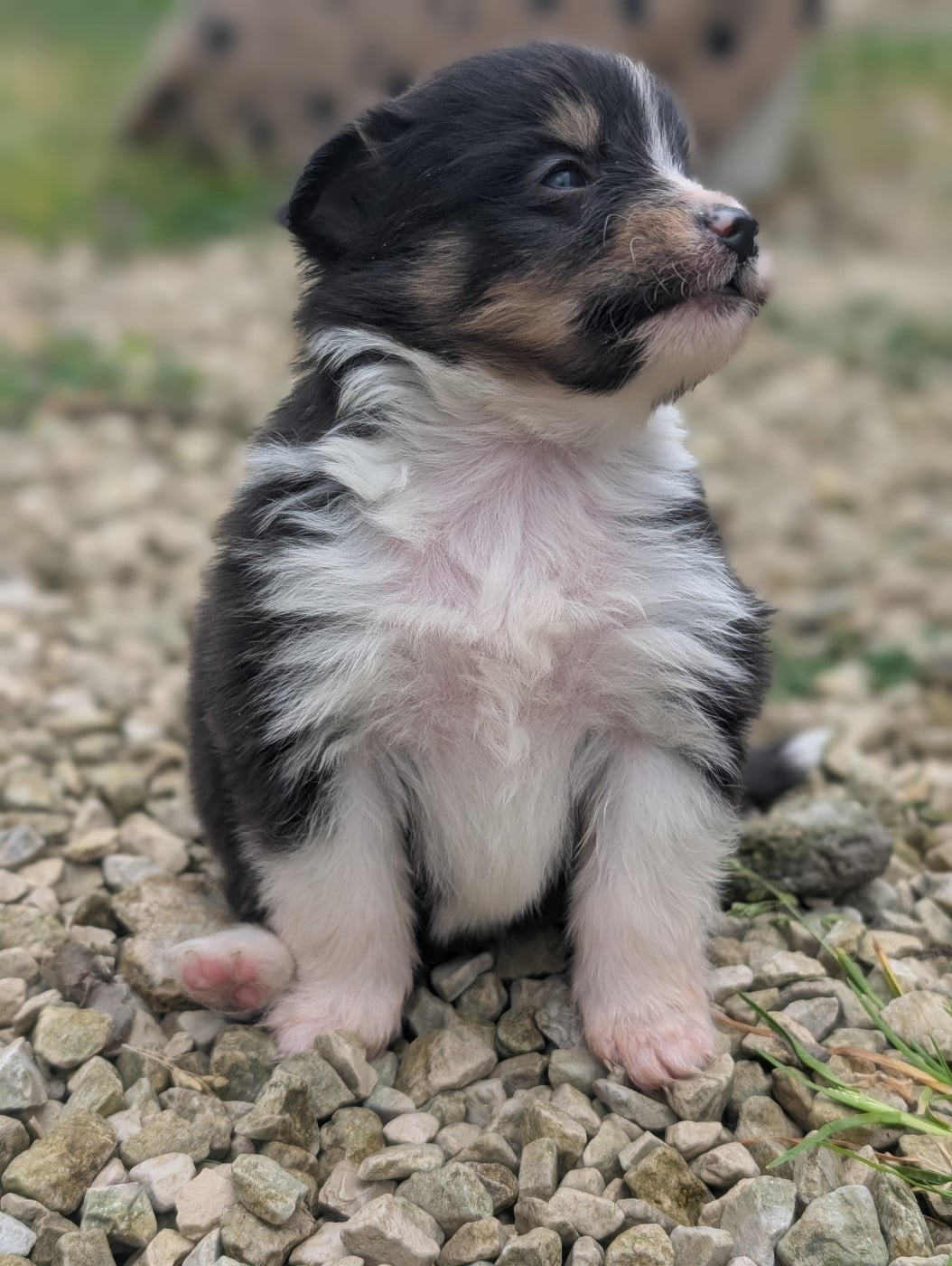 Chiot N°7 - Shetland Sheepdog