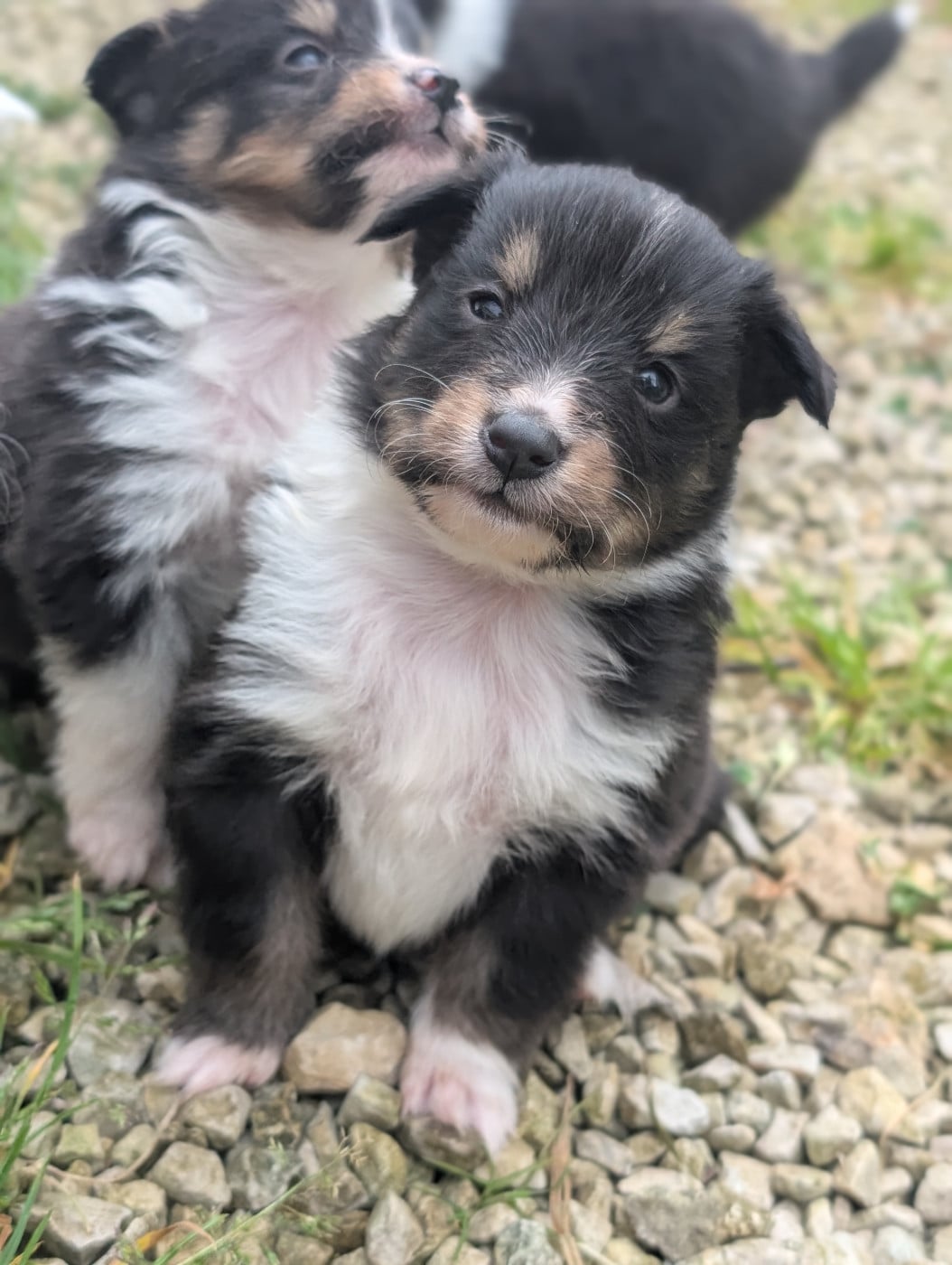 Chiot N°8 - Shetland Sheepdog