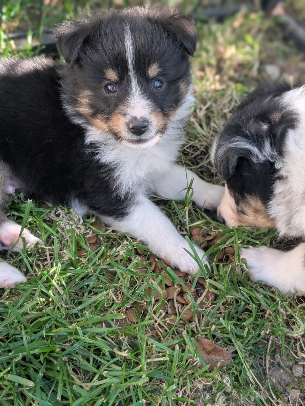 Chiot N°6 - Shetland Sheepdog
