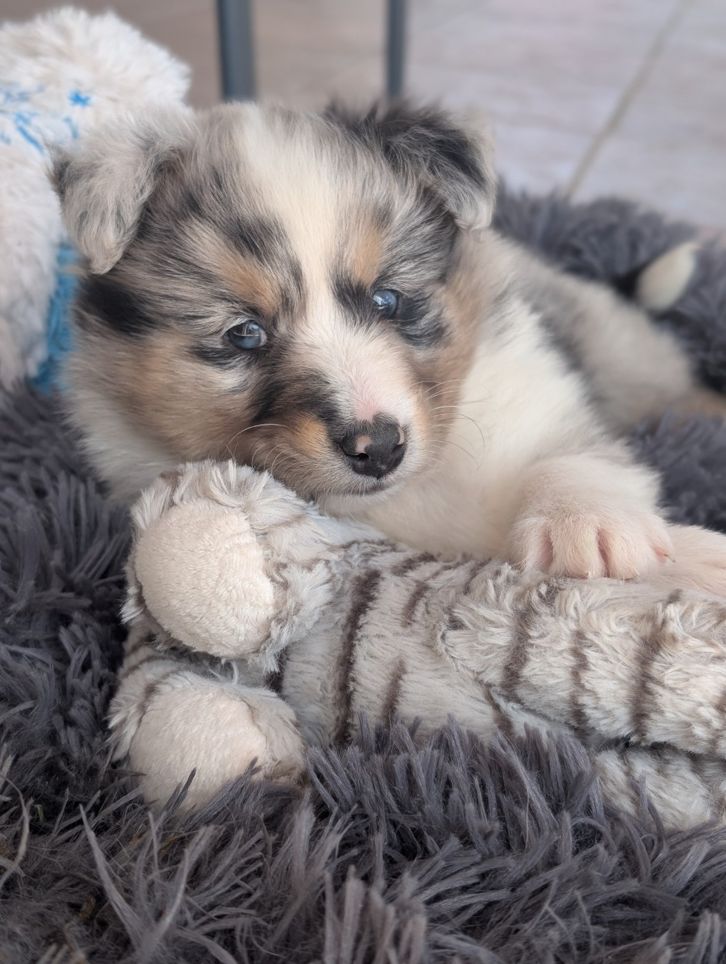 Chiot N°7 - Shetland Sheepdog