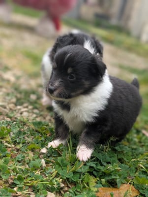 Les chiots de Shetland Sheepdog