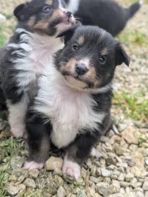Les chiots de Shetland Sheepdog
