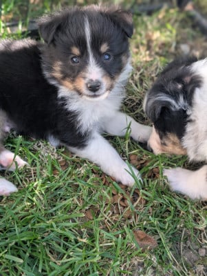 Les chiots de Shetland Sheepdog