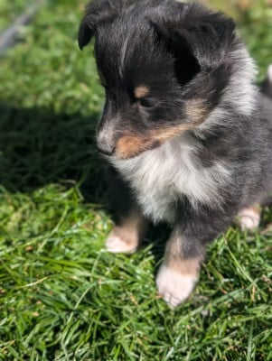 Les chiots de Shetland Sheepdog