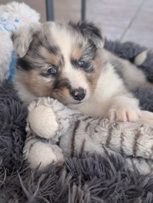 Les chiots de Shetland Sheepdog