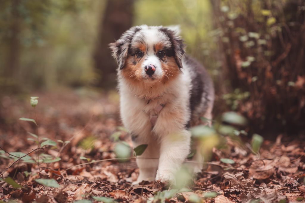 Azuria aquali Du Lycoris Rouge