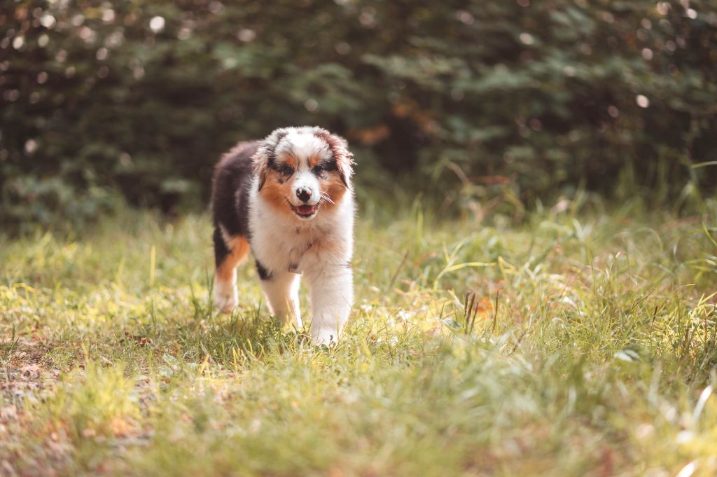 Azuria aquali Du Lycoris Rouge