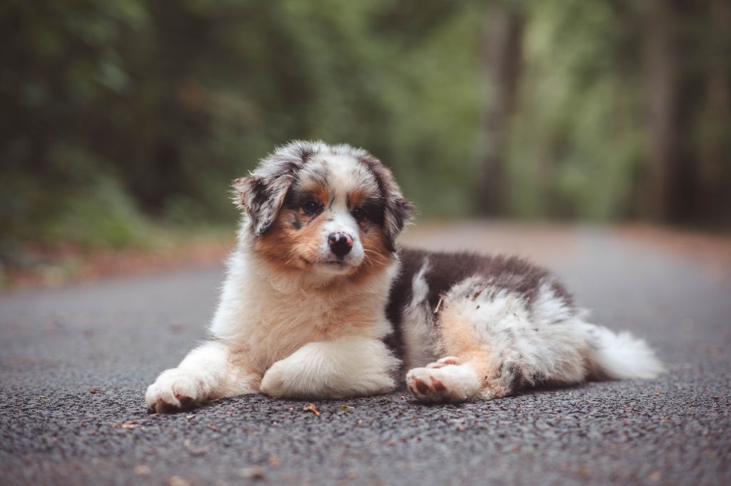 Azuria aquali Du Lycoris Rouge